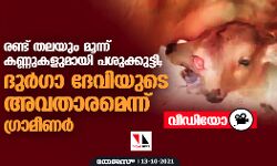 രണ്ട് തലയും മൂന്ന് കണ്ണുകളുമായി പശുക്കുട്ടി; ദുര്‍ഗാ ദേവിയുടെ അവതാരമെന്ന് ഗ്രാമീണര്‍ (വീഡിയോ)