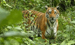 നീലഗിരിയില് നാല് പേരെ കൊന്ന കടുവയെ മയക്കുവെടിവച്ചു; കാട്ടിലേക്ക് കടന്ന കടുവയെ കണ്ടെത്താനായില്ല നീലഗിരിയില് നാല് പേരെ കൊന്ന കടുവയെ മയക്കുവെടിവച്ചു; കാട്ടിലേക്ക് കടന്ന കടുവയെ കണ്ടെത്താനായില്ല