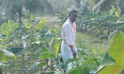 മഴ മാറിയെങ്കിലും വെള്ളക്കെട്ട് ദുരിതത്തില്‍ കര്‍ഷകര്‍