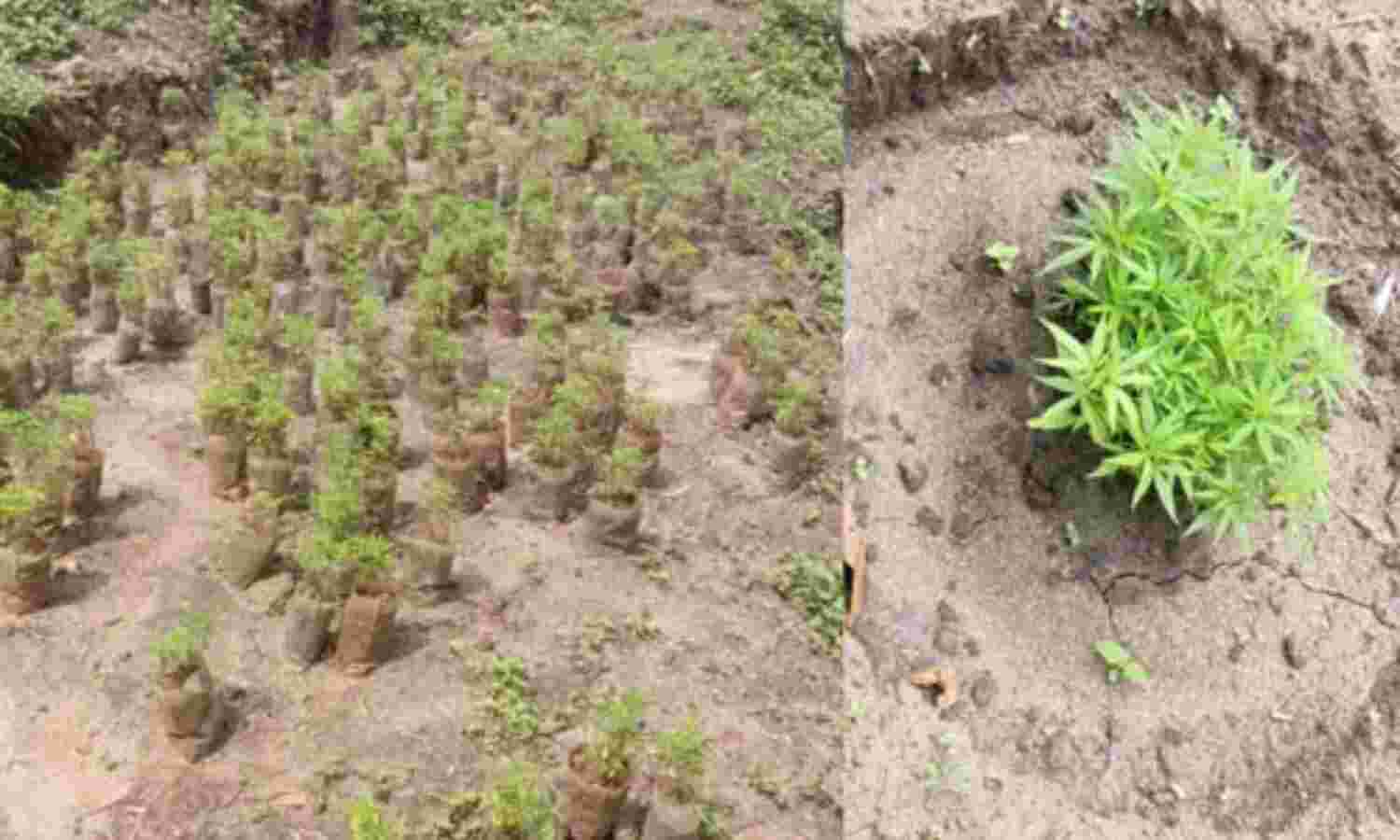 വാളയാര് വനത്തില് വന് കഞ്ചാവ് കൃഷി വാളയാര് വനത്തില് വന് കഞ്ചാവ് കൃഷി