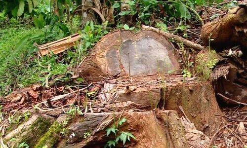 മുട്ടില് മരം മുറി കേസ്: ഒന്നാം പ്രതിയെ കണ്ണൂര് സെന്ട്രല് ജയിലിലേക്കു മാറ്റി മുട്ടില് മരം മുറി കേസ്: ഒന്നാം പ്രതിയെ കണ്ണൂര് സെന്ട്രല് ജയിലിലേക്കു മാറ്റി