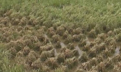 കൃഷിനാശം: നഷ്ടപരിഹാരത്തിനുള്ള നടപടികള് നവംബര് 10 നകം പൂര്ത്തീകരിക്കാന് നിര്ദേശം; വീഴ്ച വരുത്തിയാല് നടപടി കൃഷിനാശം: നഷ്ടപരിഹാരത്തിനുള്ള നടപടികള് നവംബര് 10 നകം പൂര്ത്തീകരിക്കാന് നിര്ദേശം; വീഴ്ച വരുത്തിയാല് നടപടി