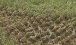 കൃഷിനാശം: നഷ്ടപരിഹാരത്തിനുള്ള നടപടികള്‍ നവംബര്‍ 10 നകം പൂര്‍ത്തീകരിക്കാന്‍ നിര്‍ദേശം; വീഴ്ച വരുത്തിയാല്‍ നടപടി