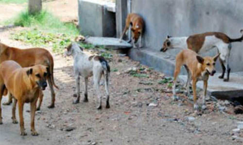 പത്തനംതിട്ടയില്‍ തെരുവുനായയുടെ ആക്രമണം; ഏഴുപേര്‍ക്ക് പരിക്ക്