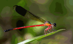 പീച്ചി വന്യജീവി ഡിവിഷനില്‍ 72 ഇനം തുമ്പികളെ കണ്ടെത്തി