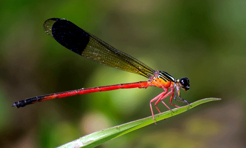 പീച്ചി വന്യജീവി ഡിവിഷനില്‍ 72 ഇനം തുമ്പികളെ കണ്ടെത്തി