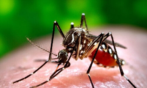 പാകിസ്താനിലും ഡെങ്കിപ്പനി പടരുന്നു; 24 മണിക്കൂറിനിടെ 269 പുതിയ കേസുകള്‍, 9 മരണം