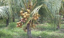 അരീക്കോട് പഞ്ചായത്തില് കേര ഗ്രാമം പദ്ധതിക്ക് നാളെ തുടക്കമാവും അരീക്കോട് പഞ്ചായത്തില് കേര ഗ്രാമം പദ്ധതിക്ക് നാളെ തുടക്കമാവും