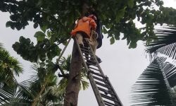 മരത്തില്‍ ബോധക്ഷയം വന്ന മധ്യവയസ്കനെ ഫയര്‍ ഫോഴ്സ് രക്ഷപ്പെടുത്തി