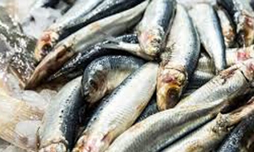 മണ്ണ് വിതറിയ മത്സ്യ വില്പ്പന വ്യാപകം: കര്ശന നടപടിക്കൊരുങ്ങി ഭക്ഷ്യ സുരക്ഷാ കമ്മീഷണര് മണ്ണ് വിതറിയ മത്സ്യ വില്പ്പന വ്യാപകം: കര്ശന നടപടിക്കൊരുങ്ങി ഭക്ഷ്യ സുരക്ഷാ കമ്മീഷണര്