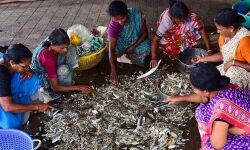 മത്സ്യത്തൊഴിലാളി സ്ത്രീകള്‍ക്കായി ജോയിന്റ് ലയബിലിറ്റി ഗ്രൂപ്പുകള്‍ വഴി വായ്പ; ഇപ്പോള്‍ അപേക്ഷിക്കാം