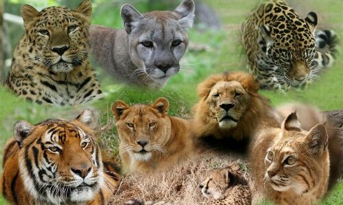 അമേരിക്കയില് നരികളില് കൊറോണ വൈറസ് കണ്ടെത്തി അമേരിക്കയില് നരികളില് കൊറോണ വൈറസ് കണ്ടെത്തി