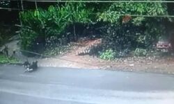 സ്ത്രീയെ വളര്‍ത്തുനായകള്‍ കടിച്ച സംഭവം: ഉടമയ്ക്ക് ജാമ്യം; നാട്ടുകാര്‍ക്കെതിരേ കേസ്