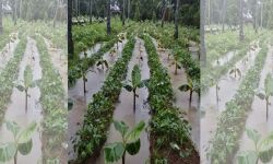 അതിവർഷം; കുണ്ടൂരിൽ കനത്ത കൃഷിനാശം