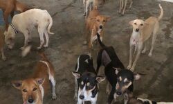 പെരിന്തല്‍മണ്ണയില്‍ 50 അലങ്കാര കോഴികളെ തെരുവു നായ്ക്കള്‍ കടിച്ചു കൊന്നു