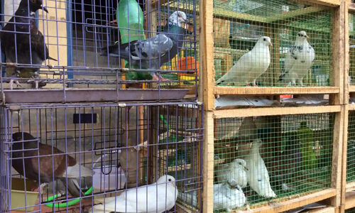 സംസ്ഥാനത്ത് പെറ്റ് ഷോപ്പുകള്ക്ക് ലൈസന്സ് നിര്ബന്ധമാക്കുന്നു സംസ്ഥാനത്ത് പെറ്റ് ഷോപ്പുകള്ക്ക് ലൈസന്സ് നിര്ബന്ധമാക്കുന്നു