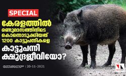 കേരളത്തിൽ രണ്ടുമാസത്തിനിടെ കൊന്നൊടുക്കിയത് 1200 കാട്ടുപന്നികളെ; കാട്ടുപന്നി ക്ഷുദ്രജീവിയോ?