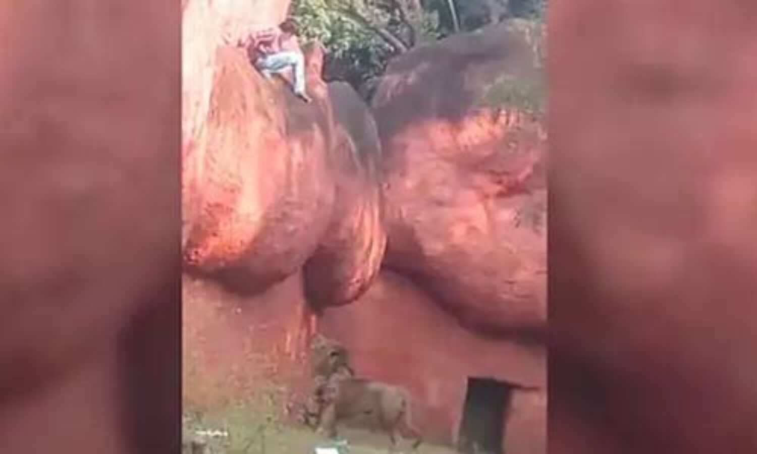 സിംഹക്കൂട്ടിലേക്ക് ചാടാനൊരുങ്ങി യുവാവിന്റെ സാഹസികത സിംഹക്കൂട്ടിലേക്ക് ചാടാനൊരുങ്ങി യുവാവിന്റെ സാഹസികത