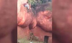 സിംഹക്കൂട്ടിലേക്ക് ചാടാനൊരുങ്ങി യുവാവിന്റെ സാഹസികത