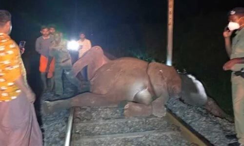 കോയമ്പത്തൂരില്‍ ട്രെയിനിടിച്ച് മൂന്ന് കാട്ടാനകള്‍ ചരിഞ്ഞു