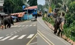 കൊട്ടാരക്കരയില്‍ ആന വിരണ്ടോടി; എംസി റോഡില്‍ ഗതാഗതം സ്തംഭിച്ചു