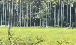 വയനാട് കമ്പളക്കാട് കുറിച്യ യുവാവ് വെടിയേറ്റു മരിച്ചതില്‍ ദുരൂഹത