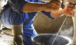 കര്‍ഷശ്രീ പോര്‍ട്ടല്‍ പ്രവര്‍ത്തനക്ഷമമായി; ക്ഷീരകര്‍ഷകര്‍ക്കു സബ്‌സിഡിക്കായി ഓണ്‍ലൈനില്‍ അപേക്ഷിക്കാം