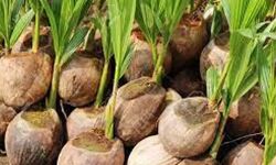 സംസ്ഥാനത്തുടനീളം കൃഷി വകുപ്പ് 15 ലക്ഷം തെങ്ങിന് തൈകള് വച്ചുപിടിപ്പിക്കും സംസ്ഥാനത്തുടനീളം കൃഷി വകുപ്പ് 15 ലക്ഷം തെങ്ങിന് തൈകള് വച്ചുപിടിപ്പിക്കും