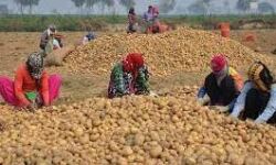 ലെയ്‌സ് ചിപ്‌സ് ഉണ്ടാക്കുവാനുളള പെപ്‌സികോയുടെ ഉരുളക്കിഴങ്ങ് പേറ്റന്റ് റദ്ദാക്കി