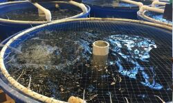 പാലക്കാട്: ഫിഷറീസ് വകുപ്പിന്റെ കീഴില് മത്സ്യകൃഷി പദ്ധതി; ഇപ്പോള് അപേക്ഷിക്കാം പാലക്കാട്: ഫിഷറീസ് വകുപ്പിന്റെ കീഴില് മത്സ്യകൃഷി പദ്ധതി; ഇപ്പോള് അപേക്ഷിക്കാം