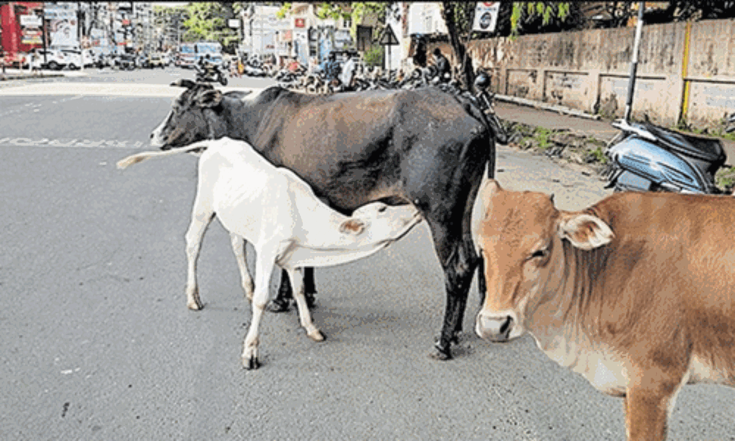 കാള സ്കൂട്ടറില് ഇടിച്ചുണ്ടായ അപകടത്തില് എഎസ്ഐ മരിച്ചു കാള സ്കൂട്ടറില് ഇടിച്ചുണ്ടായ അപകടത്തില് എഎസ്ഐ മരിച്ചു