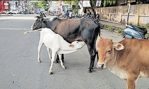 കാള സ്‌കൂട്ടറില്‍ ഇടിച്ചുണ്ടായ അപകടത്തില്‍ എഎസ്‌ഐ മരിച്ചു