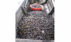 വേമ്പനാട് കായലിലെ കക്ക പുനരുജ്ജീവന പദ്ധതി വിജയമെന്ന് സിഎംഎഫ്ആര്‍ ഐ ; പ്രതിദിനം 10 ടണ്‍ വിളവെടുപ്പ്