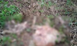 മാനന്തവാടി കുറുക്കന്‍മൂലയില്‍ വീണ്ടും കടുവയിറങ്ങി; ആടിനെ ആക്രമിച്ച് കൊന്നു