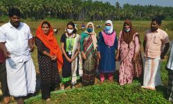 മൂന്നിയൂരിനെ തരിശുനിലരഹിത പഞ്ചായത്താക്കാനുറപ്പിച്ച് യുവകര്‍ഷകന്‍ വി സി ജയ്‌സല്‍