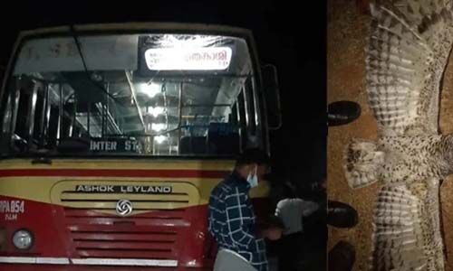 ഓടിക്കൊണ്ടിരുന്ന കെഎസ്ആര്ടിസി ബസ്സില് വെള്ളിമൂങ്ങ ഇടിച്ചു; ചില്ല് പൊട്ടി, മൂങ്ങ ചത്തു ഓടിക്കൊണ്ടിരുന്ന കെഎസ്ആര്ടിസി ബസ്സില് വെള്ളിമൂങ്ങ ഇടിച്ചു; ചില്ല് പൊട്ടി, മൂങ്ങ ചത്തു