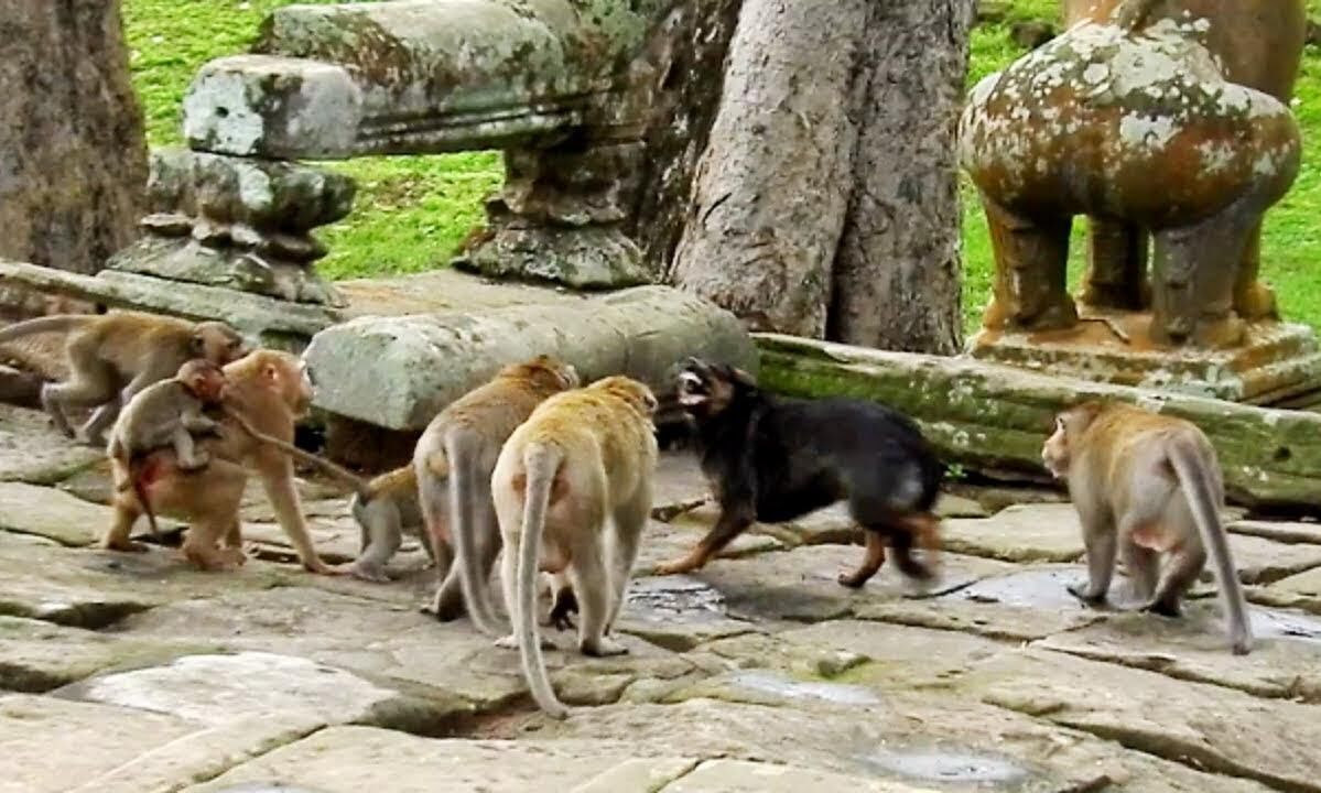 പ്രതികാരത്തിനിറങ്ങിയ വാനരപ്പടയെ പേടിച്ച് ഒരു ഗ്രാമം