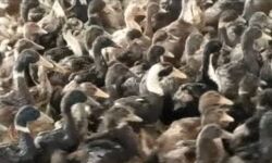 കൊല്ലത്ത് പക്ഷിപ്പനി സ്ഥിരീകരിച്ചു; 16 പഞ്ചായത്തുകളില്‍ നിരീക്ഷണം