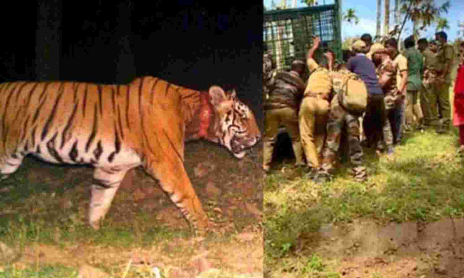 പിടിതരാതെ കുറുക്കന്മൂലയിലെ കടുവ; വനംവകുപ്പിന്റെ തിരച്ചില് തുടരുന്നു പിടിതരാതെ കുറുക്കന്മൂലയിലെ കടുവ; വനംവകുപ്പിന്റെ തിരച്ചില് തുടരുന്നു