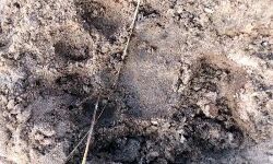 ഭീതി കൂട്ടി വീണ്ടും കടുവയുടെ കാല്‍പ്പാടുകള്‍; രാഹുല്‍ ഗാന്ധി സ്ഥലം സന്ദര്‍ശിച്ചേക്കും