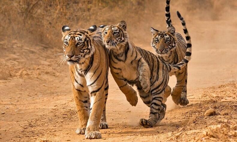 മധ്യപ്രദേശില്‍ കഴിഞ്ഞ നാലുവര്‍ഷത്തിനിടെ ചത്തത് 85 ഓളം കടുവകള്‍