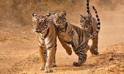 മധ്യപ്രദേശില്‍ കഴിഞ്ഞ നാലുവര്‍ഷത്തിനിടെ ചത്തത് 85 ഓളം കടുവകള്‍