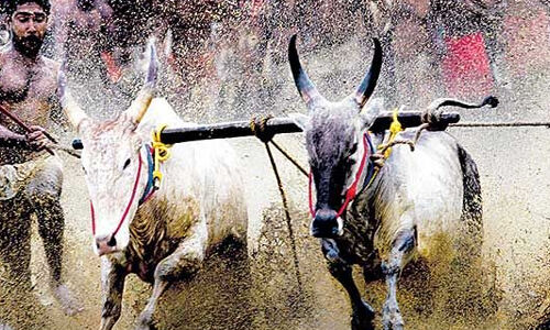 തമിഴ്‌നാട്ടില്‍ ജെല്ലിക്കെട്ട് പരിപാടിക്കിടേ കാളകള്‍ വിരണ്ടോടി;അമ്പതോളം പേര്‍ക്ക് പരിക്ക്