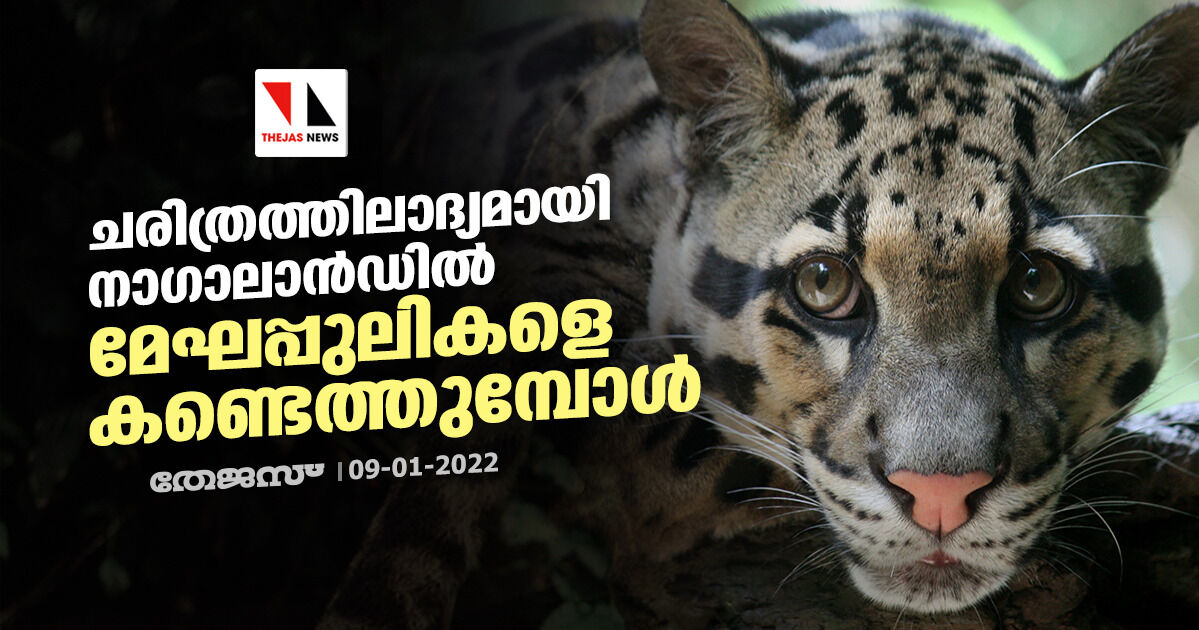 ചരിത്രത്തിലാദ്യമായി നാഗാലാൻഡിൽ മേഘപ്പുലികളെ കണ്ടെത്തുമ്പോൾ ചരിത്രത്തിലാദ്യമായി നാഗാലാൻഡിൽ മേഘപ്പുലികളെ കണ്ടെത്തുമ്പോൾ