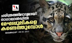 ചരിത്രത്തിലാദ്യമായി നാ​ഗാലാൻഡിൽ മേഘപ്പുലികളെ കണ്ടെത്തുമ്പോൾ