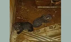 ആളൊഴിഞ്ഞ വീട്ടിൽ കണ്ടെത്തിയ പുലിയെ പിടിക്കാനായി കൂട് സ്ഥാപിച്ച് വനം വകുപ്പ്