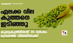 ഏലക്ക വില കുത്തനെ ഇടിഞ്ഞു; കൂപ്പുകുത്തിയത് 35 വര്‍ഷം മുമ്പത്തെ വിലയിലേക്ക്