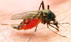 ആലുവയെ മലേറിയ വിമുക്ത നഗരമായി പ്രഖ്യാപിച്ചു