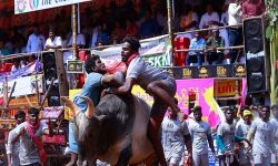 ജെല്ലിക്കെട്ടില്‍ ഒരു മരണം; 80 പേര്‍ക്ക് പരിക്ക്