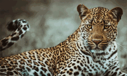 പാലക്കാട് വീണ്ടും പുലിയിറങ്ങി ആടിനെ പിടിച്ചു